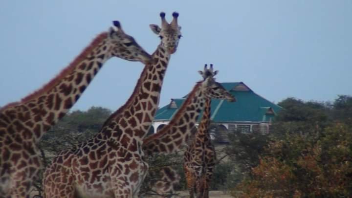 Narasha Homestay - Maasai Mara Talek Eksteriør billede