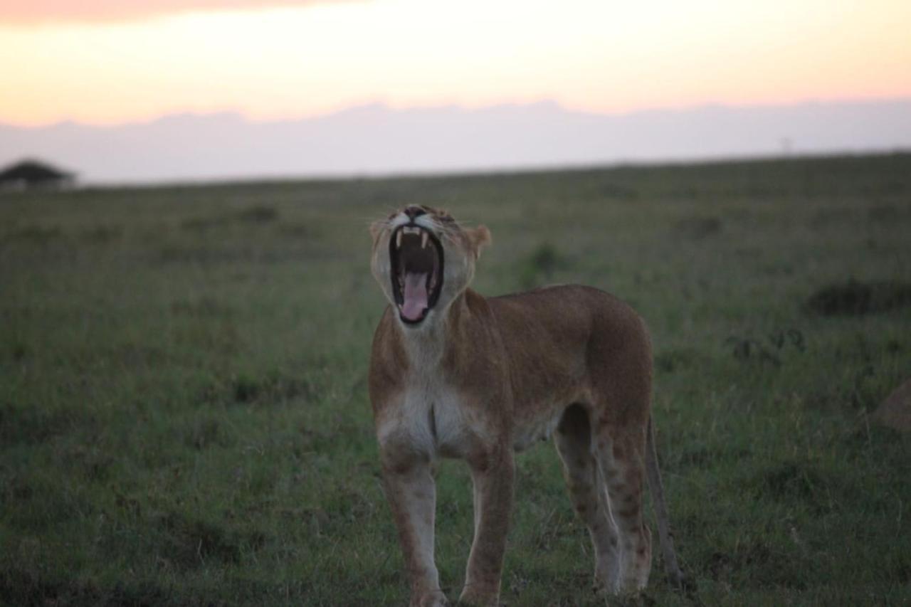 Narasha Homestay - Maasai Mara Talek Eksteriør billede