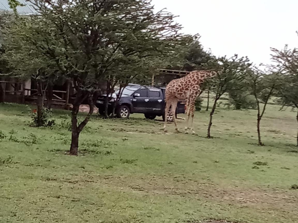 Narasha Homestay - Maasai Mara Talek Eksteriør billede