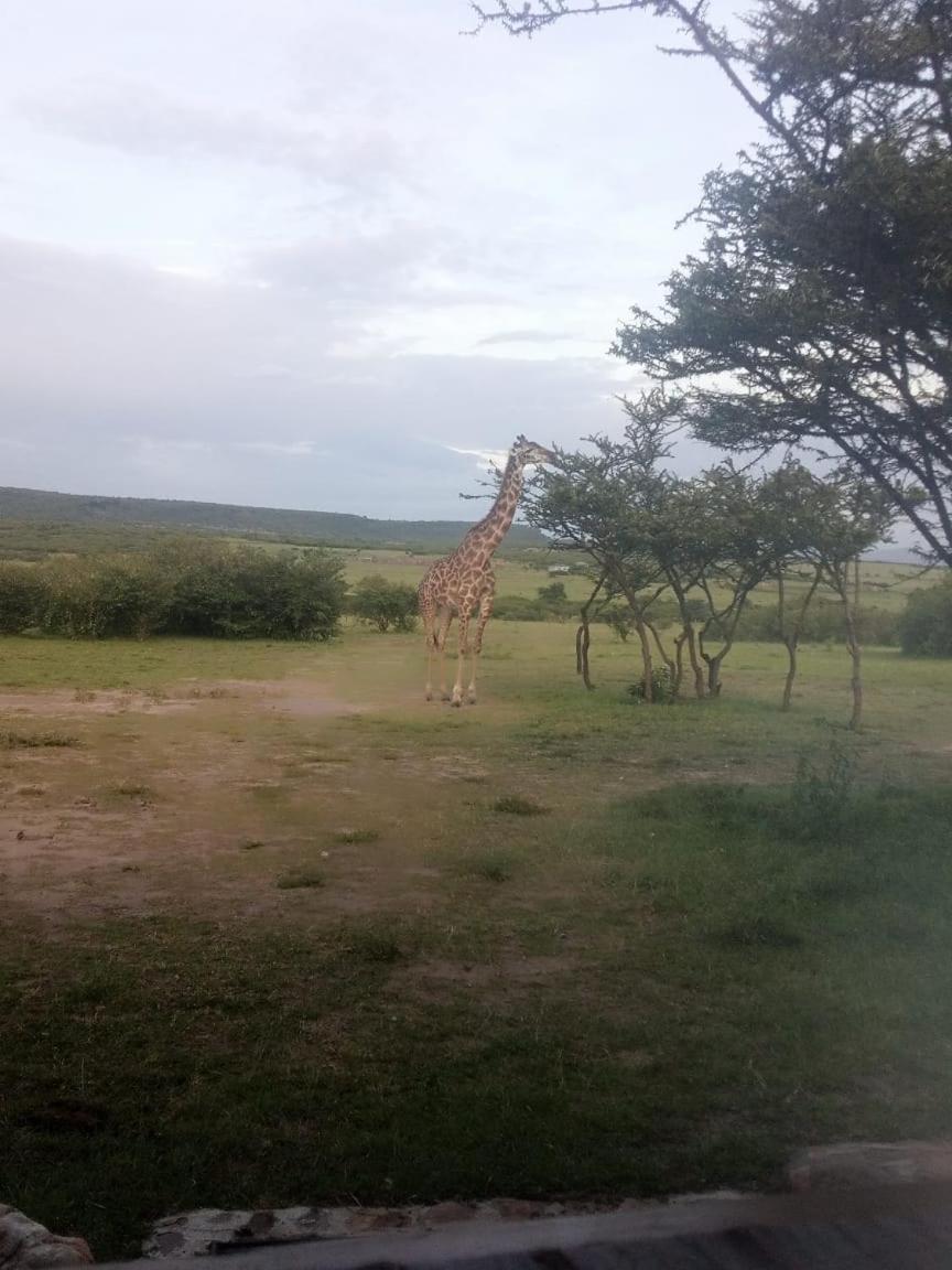 Narasha Homestay - Maasai Mara Talek Eksteriør billede