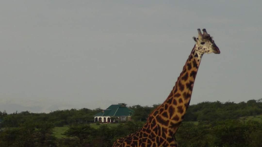 Narasha Homestay - Maasai Mara Talek Eksteriør billede