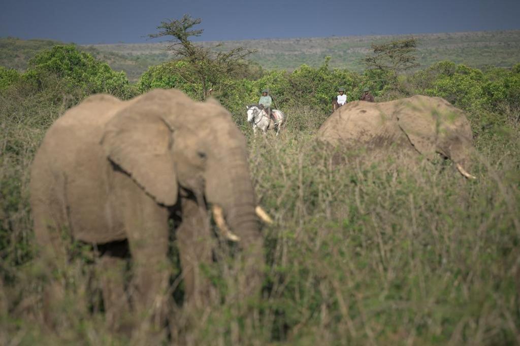 Narasha Homestay - Maasai Mara Talek Eksteriør billede