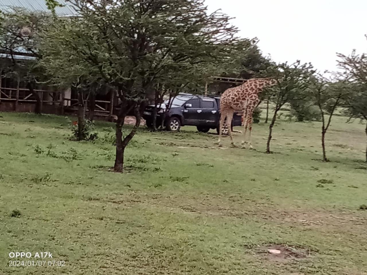 Narasha Homestay - Maasai Mara Talek Værelse billede