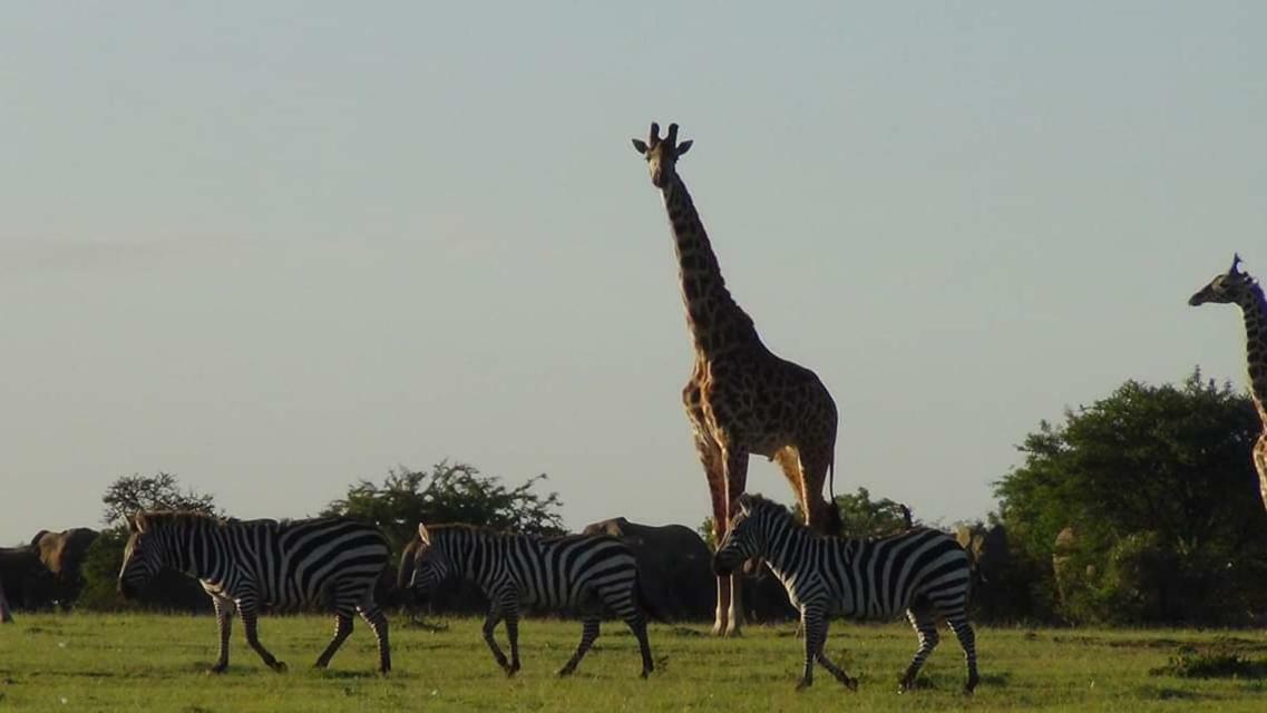 Narasha Homestay - Maasai Mara Talek Eksteriør billede